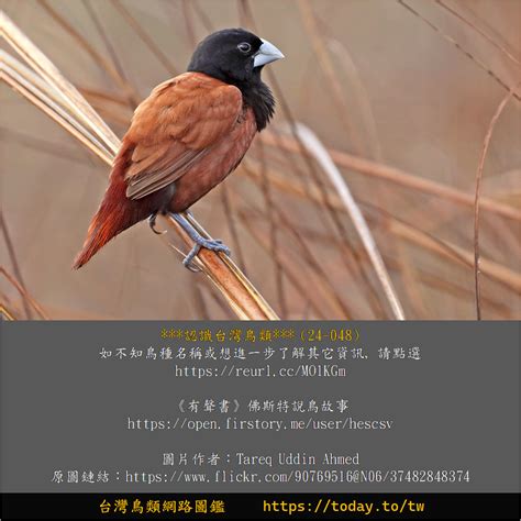 鳥的種類照片|世界鳥類網路圖鑑